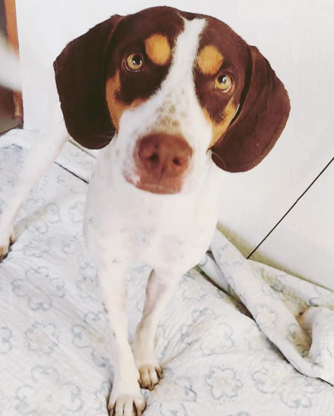 Conoce a Papi - Nosara Animal Care