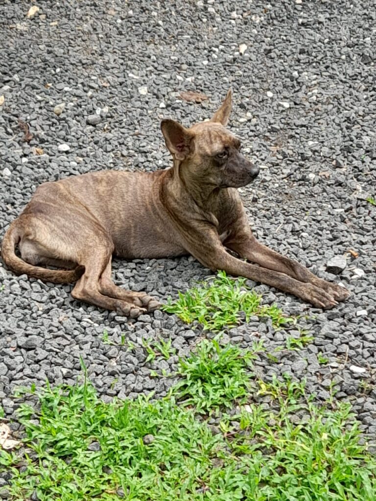 Tigra