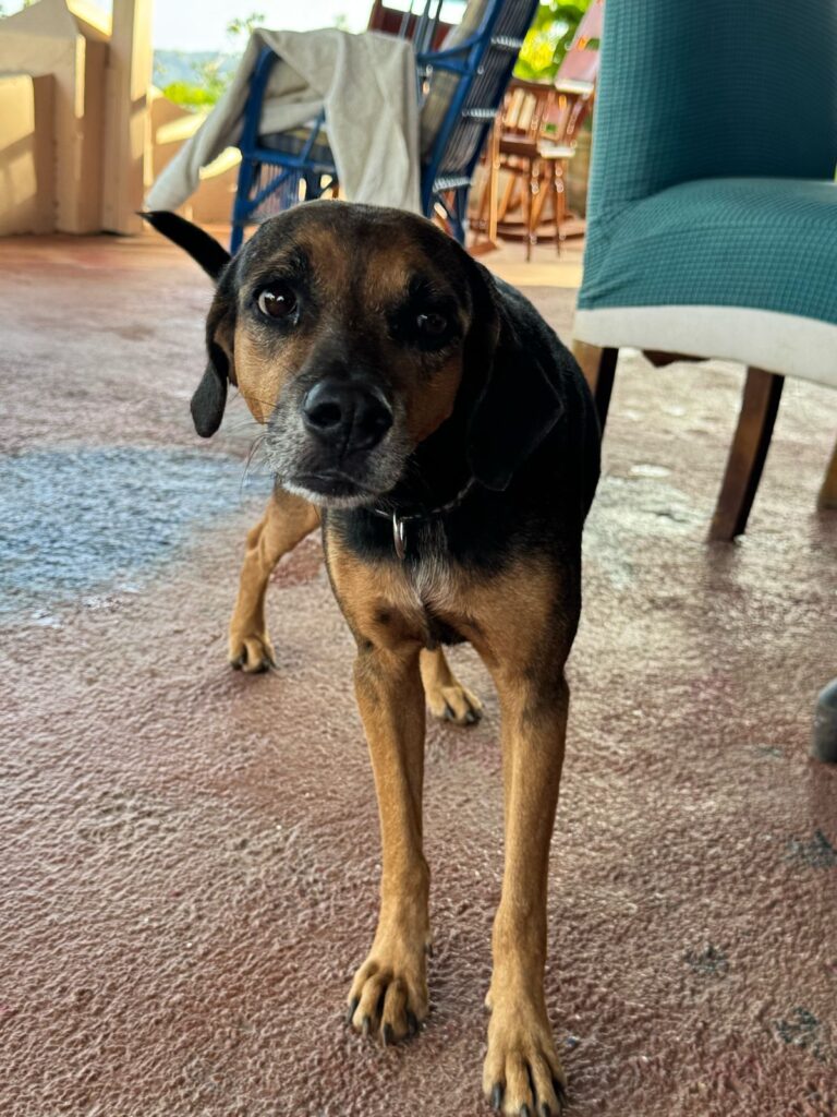 Tobi