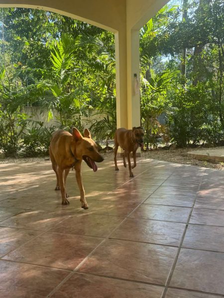 Holly y Wanda