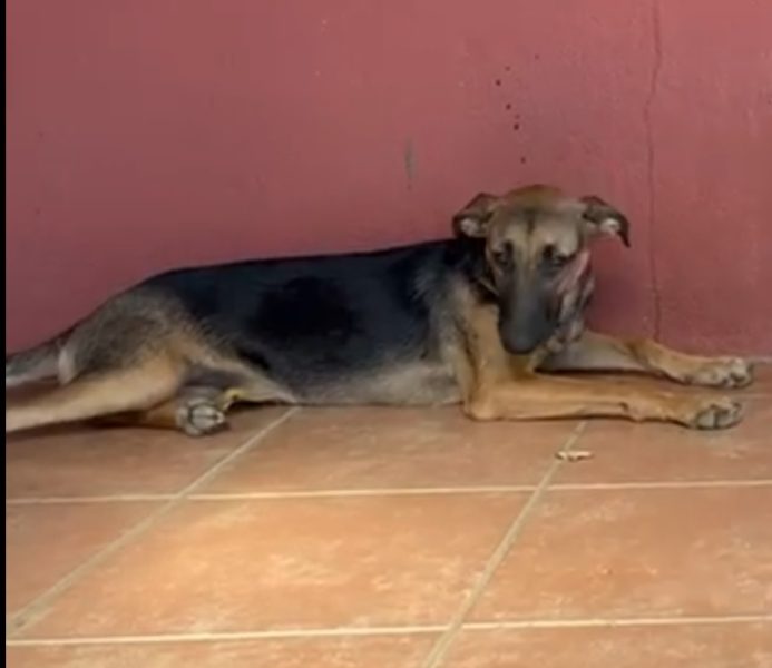Venus, F, 1y